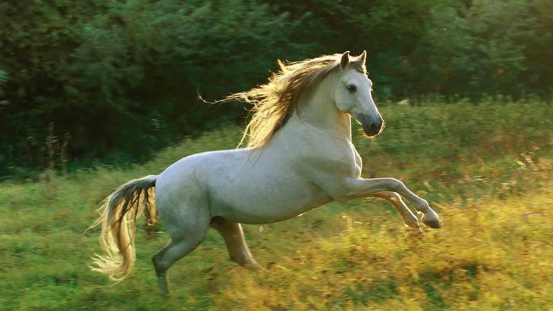 Tử vi tháng 5 âm lịch 2025 tuổi Ngọ Tử vi tháng 5 âm lịch 2025 tuổi Ngọ