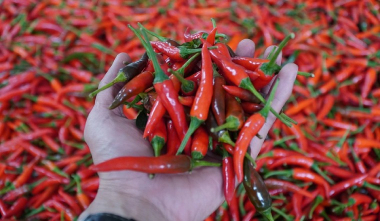 Giá ớt hôm nay 19/05/2025: Biến động nhẹ so với ngày hôm qua