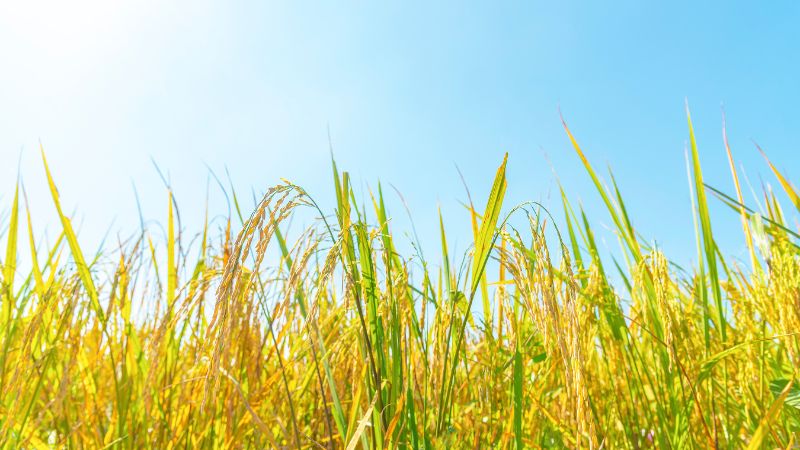 Giá lúa gạo trong nước hôm nay 19/5/2025