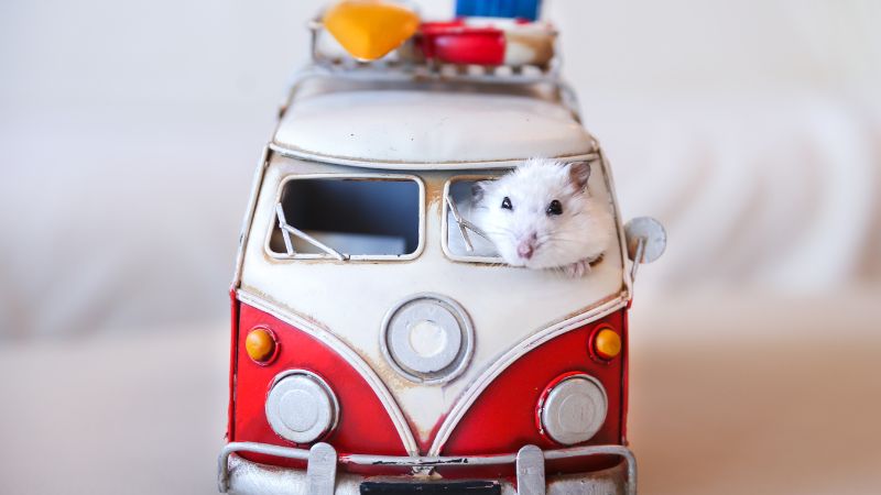 Về sức khỏe tuổi Giáp Tý