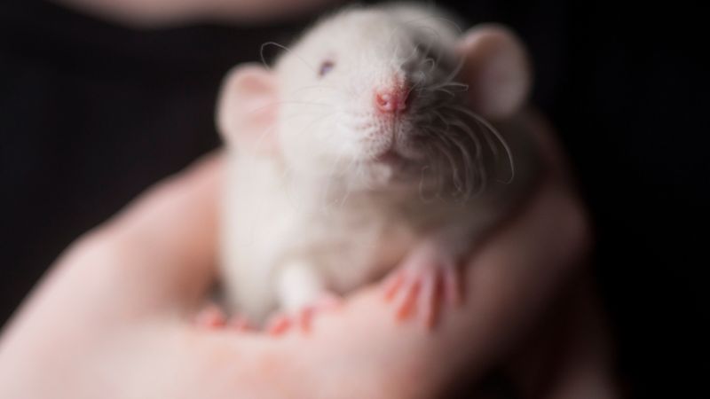 Dự đoán tử vi tuổi Giáp Tý năm 2025 nam mạng theo tháng