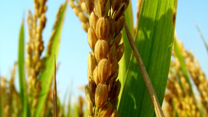 Giá lúa gạo trong nước hôm nay 20/5/2025