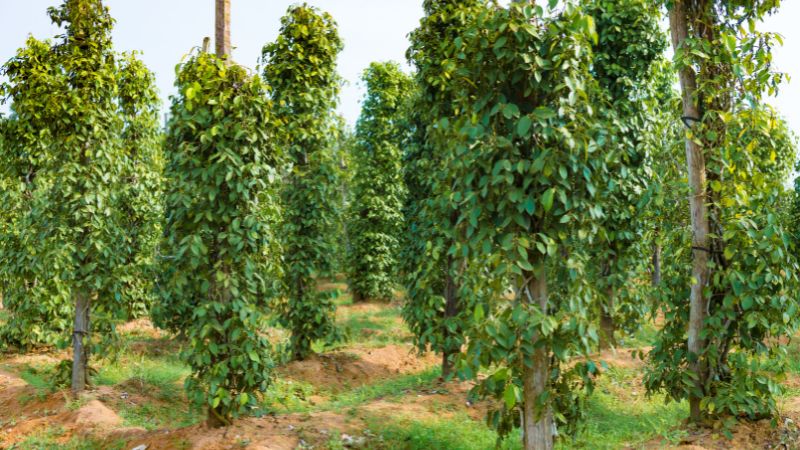 Dự báo và nhận định Dự báo và nhận định