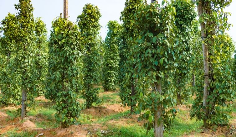 Giá tiêu hôm nay 20/5/2025: Ổn định giá