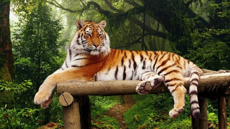 Tử vi tuổi Dần ngày 21/05/2025 Tử vi tuổi Dần ngày 21/05/2025