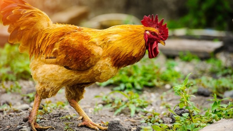 Yếu tố ảnh hưởng Yếu tố ảnh hưởng