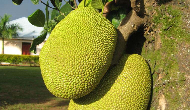Giá mít Thái hôm nay 21/5/2025: Tiếp tục ở mức thấp