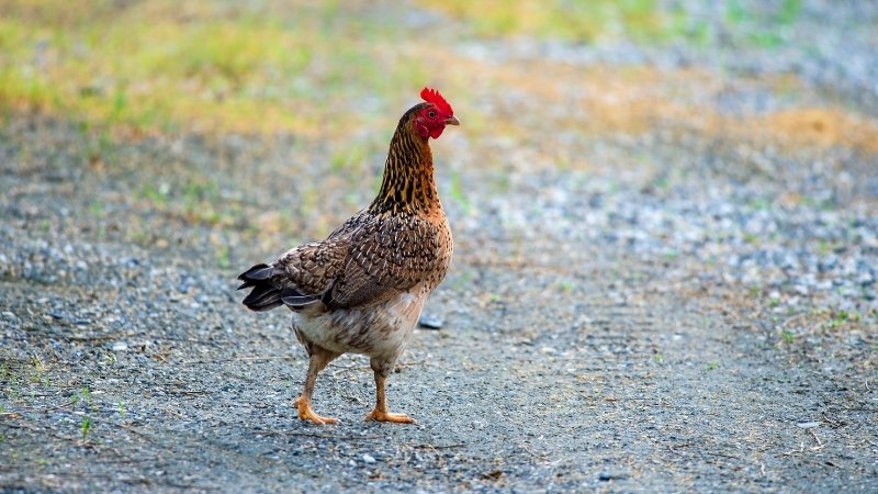 Dự báo và nhận định Dự báo và nhận định