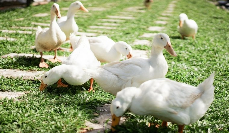 Giá gia cầm hôm nay 22/05/2025: Yên ắng trên cả nước