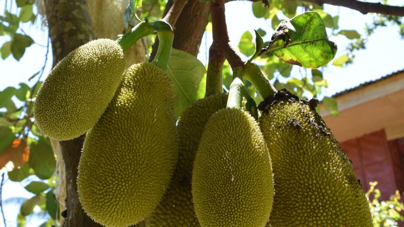 Trồng mít Thái dày có lợi hay có hại? Trồng mít Thái dày có lợi hay có hại?
