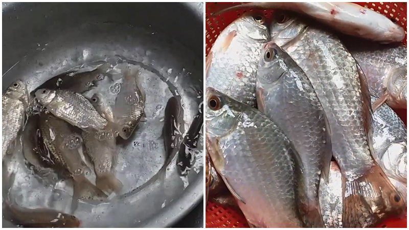 Sơ chế cá diếc