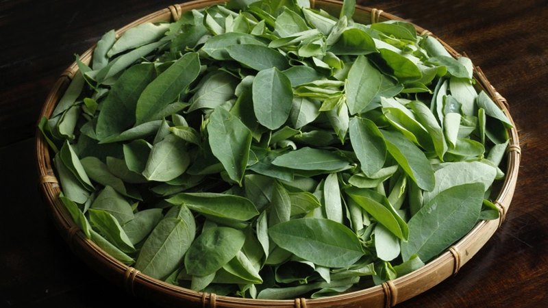 Giá trị dinh dưỡng của rau ngót