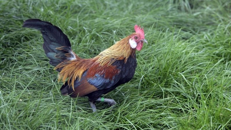 Yếu tố ảnh hưởng Yếu tố ảnh hưởng