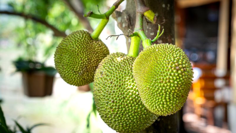 Trồng mít Thái dày có lợi hay có hại? Trồng mít Thái dày có lợi hay có hại?