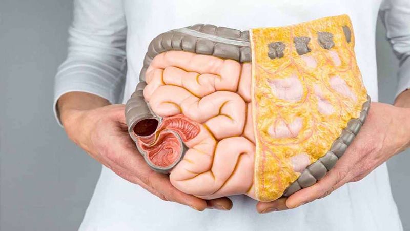 Hỗ trợ hệ tiêu hóa khỏe mạnh