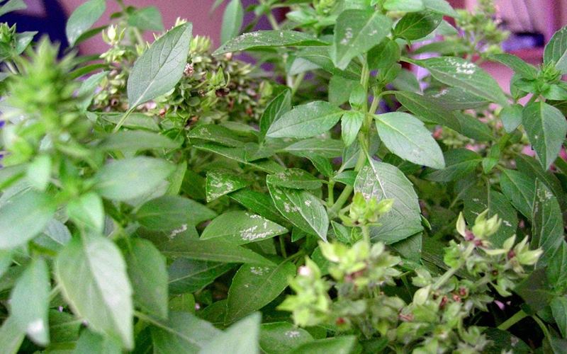 Giá trị dinh dưỡng của rau húng quế