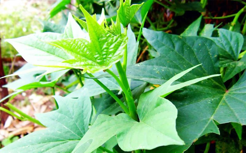 Rau lang cho bà bầu 3 tháng đầu: Có an toàn không?