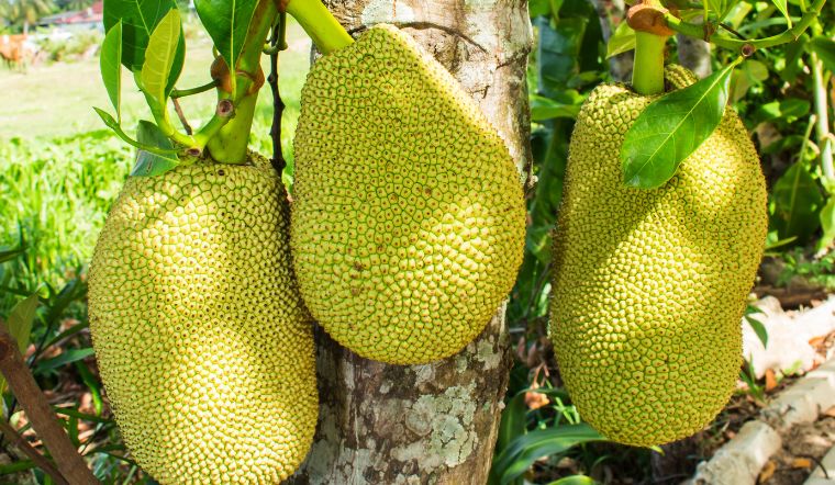 Giá mít Thái hôm nay 26/5/2025: Tiếp tục xuống thấp
