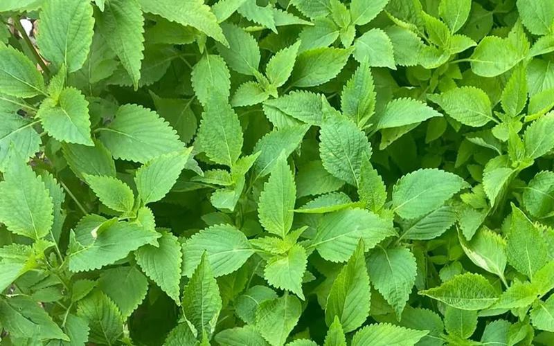 Xông mặt bằng lá tía tô, ngải cứu và kinh giới