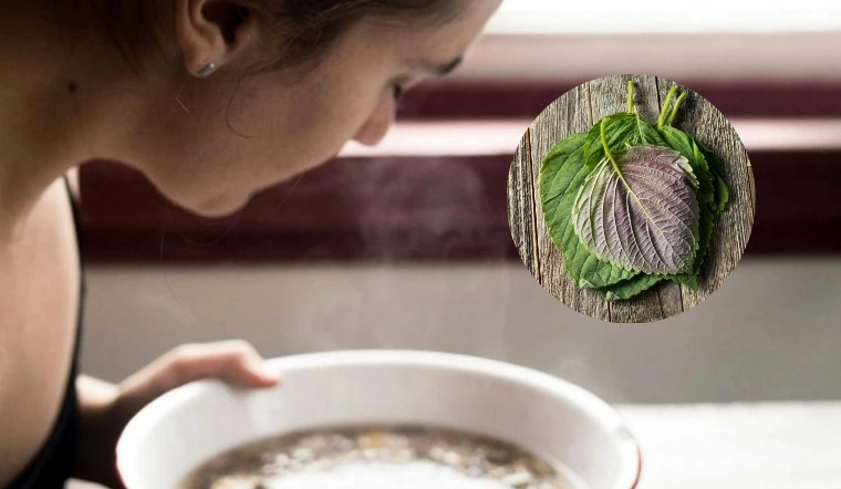 Xông lá tía tô có tác dụng gì? 7 cách xông lá tía tô cho da mặt láng mịn