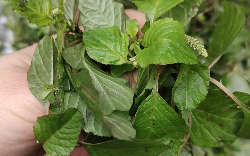 Đối tượng cần lưu ý khi ăn rau dền