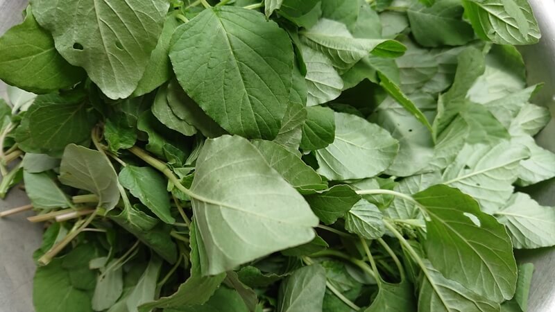 Lưu ý khi sử dụng rau dền