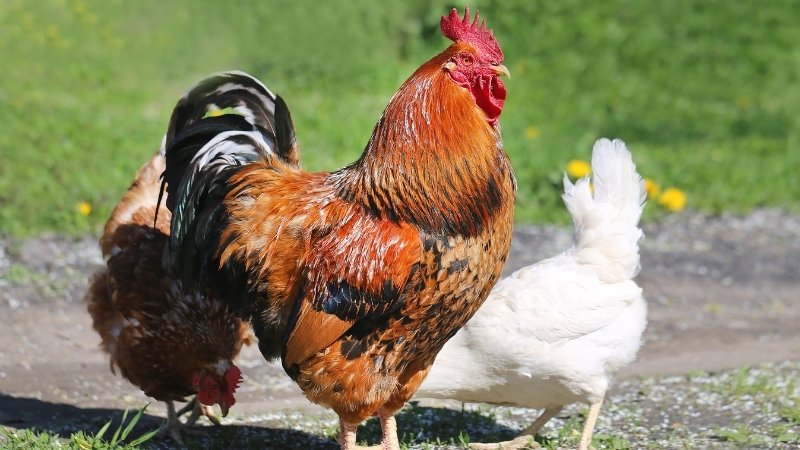 Dự báo và nhận định Dự báo và nhận định