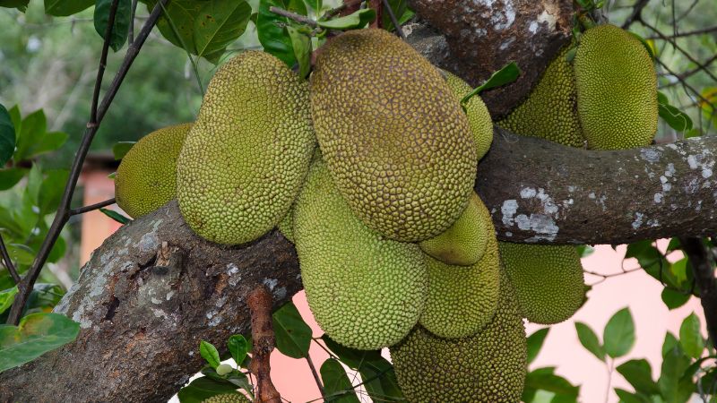 Cách khắc phục lá mít Thái màu đỏ Cách khắc phục lá mít Thái màu đỏ