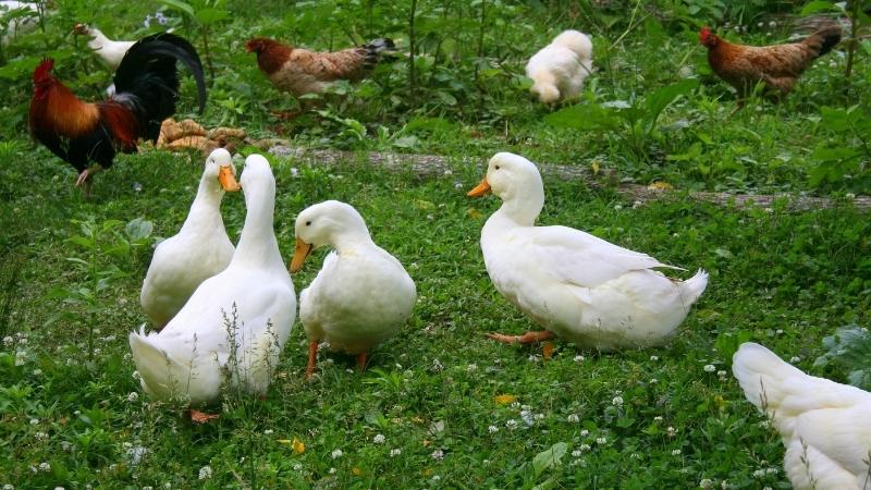 Giá vịt hôm nay 28/05 Giá vịt hôm nay 28/05
