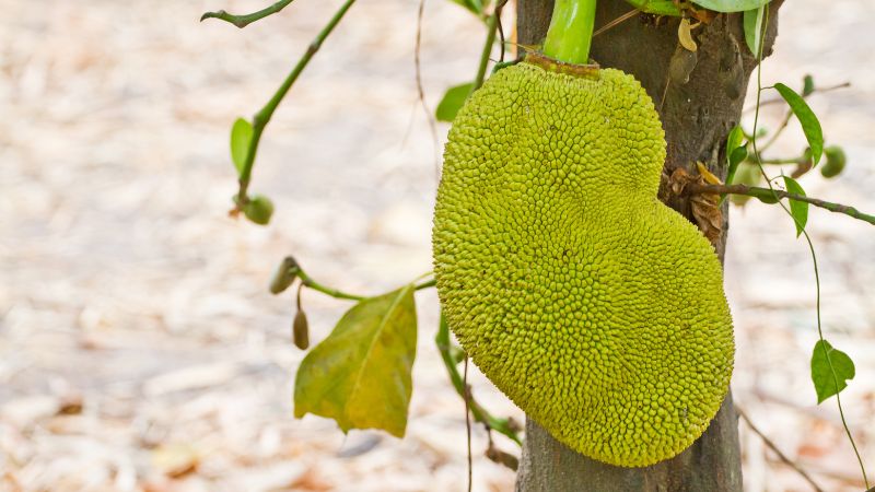 Vì sao nhiều nhà vườn thích để trái chuyền? Vì sao nhiều nhà vườn thích để trái chuyền?