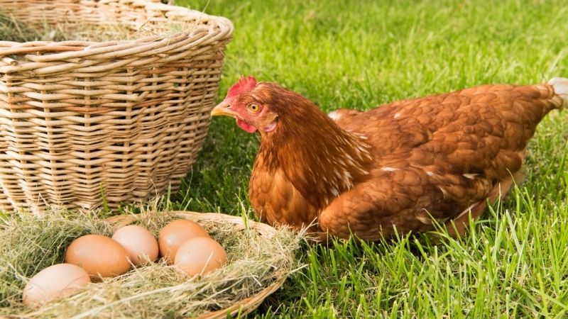 Yếu tố ảnh hưởng Yếu tố ảnh hưởng