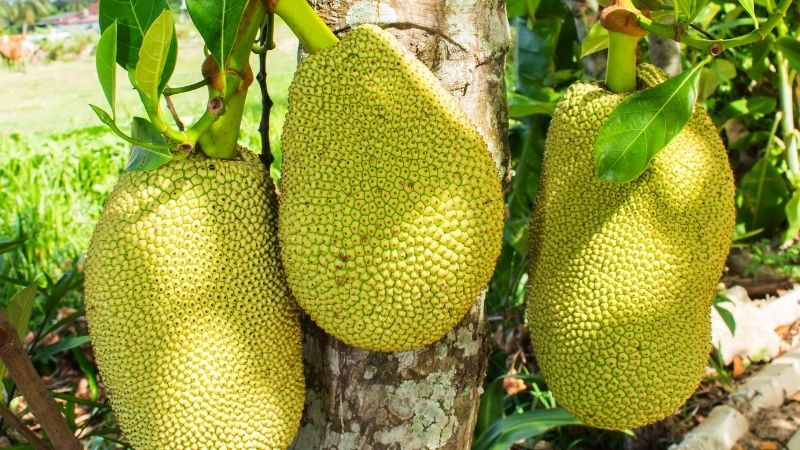 Cách loại bỏ trái mít xơ đen hiệu quả khi bao lưới Cách loại bỏ trái mít xơ đen hiệu quả khi bao lưới