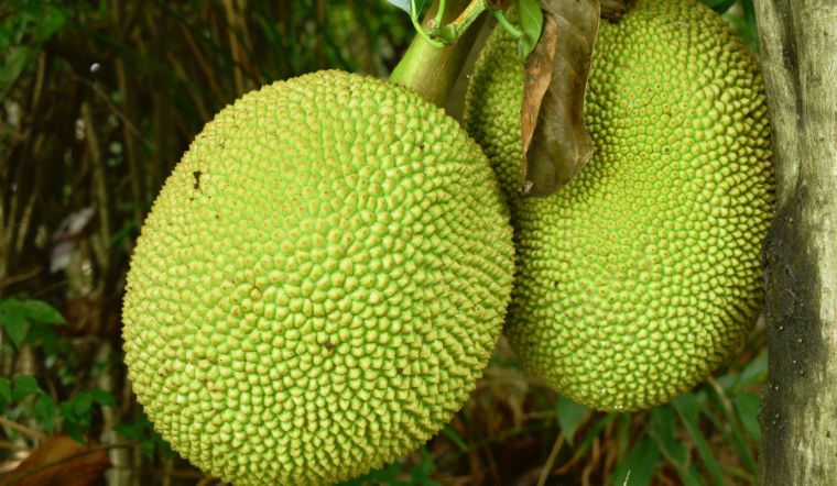 Giá mít Thái hôm nay 31/5/2025: Không thay đổi