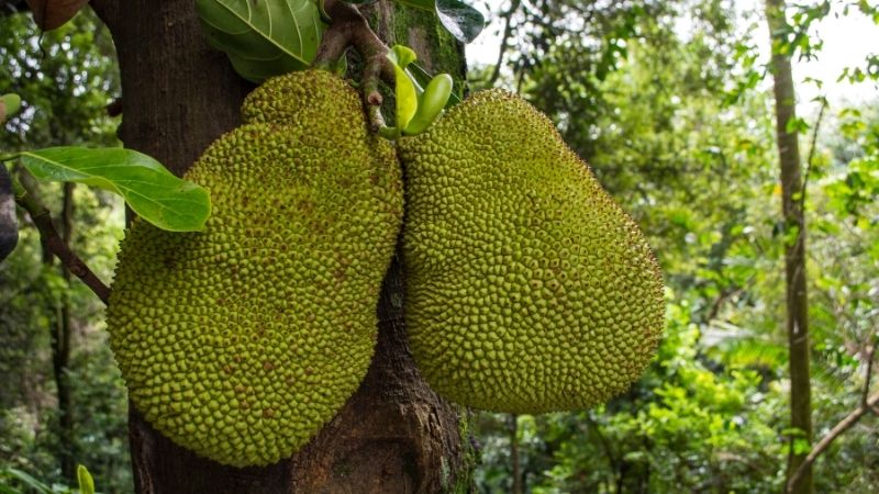 Vì sao mít Thái trồng chung với sầu riêng được, còn mít ruột đỏ thì không? Vì sao mít Thái trồng chung với sầu riêng được, còn mít ruột đỏ thì không?