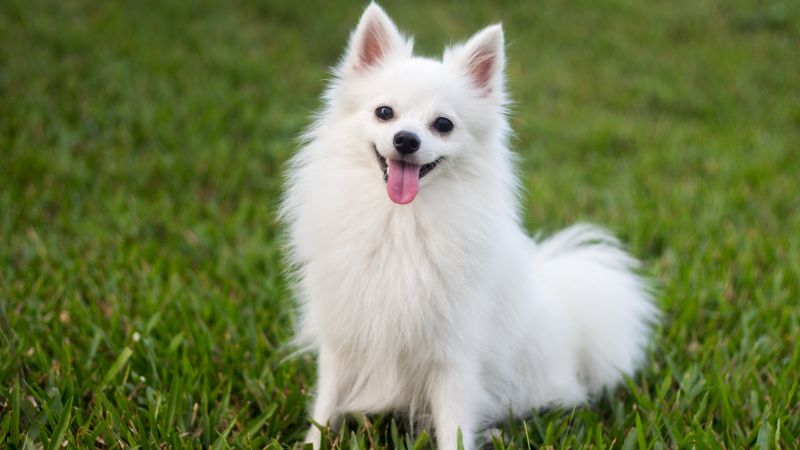 50+ cách đặt tên cho chó màu trắng cực dễ thương