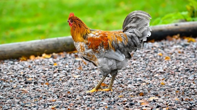 Yếu tố ảnh hưởng Yếu tố ảnh hưởng