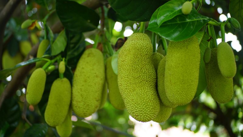 Cần làm gì để trái mít Thái không bị méo? Cần làm gì để trái mít Thái không bị méo?