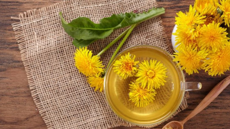 Lá bồ công anh giúp mẹ thanh nhiệt, sữa đặc và giàu dưỡng chất