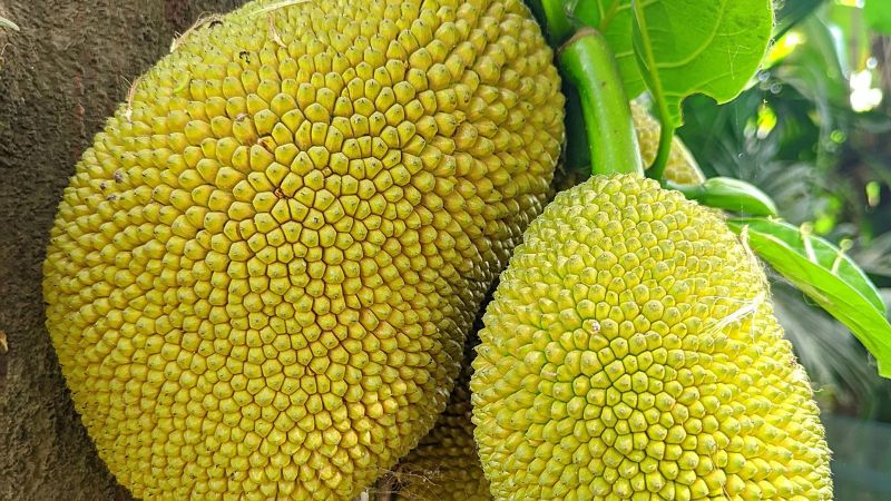 Nấm hồng làm hại cây mít Thái khi mưa nhiều Nấm hồng làm hại cây mít Thái khi mưa nhiều