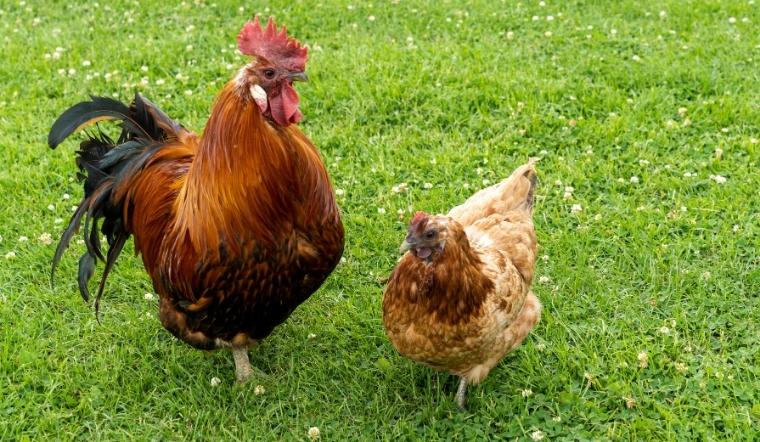 Giá gia cầm hôm nay 05/06/2025: Tiếp tục không đổi