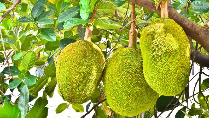 Giá mít Thái hôm nay 05/6/2025