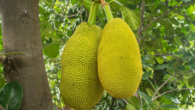 Mưa kéo dài làm trái mít bể đầu gai quá nhiều, phải xử lý sao? Mưa kéo dài làm trái mít bể đầu gai quá nhiều, phải xử lý sao?
