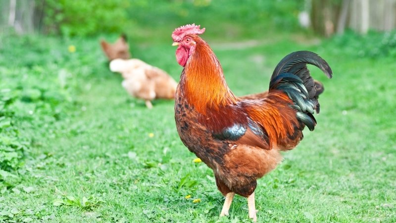 Yếu tố ảnh hưởng Yếu tố ảnh hưởng
