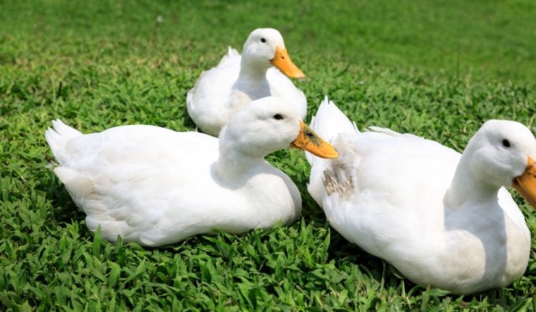 Giá gia cầm hôm nay 07/06/2025: Yên ắng cuối tuần