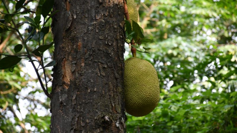 Cách đối phó ruồi vàng vào mùa mưa Cách đối phó ruồi vàng vào mùa mưa