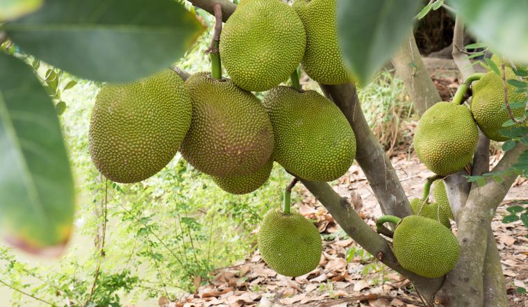Giá mít Thái hôm nay 7/6/2025: Không biến động