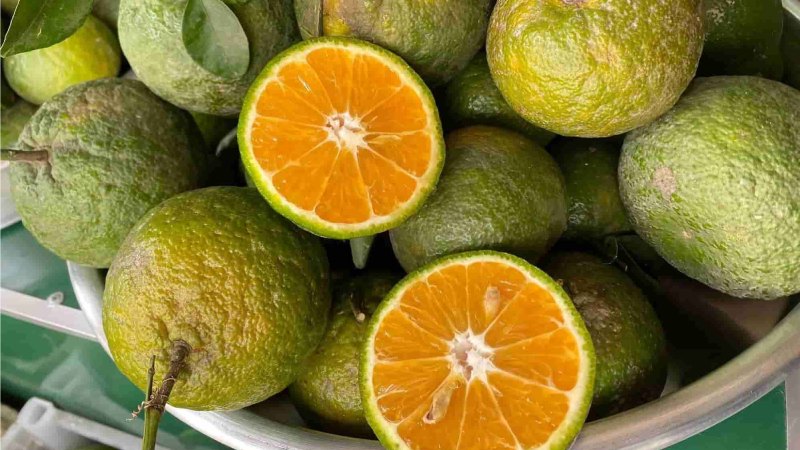 Cách chọn mua cam sành ngon, mọng nước, không sượng