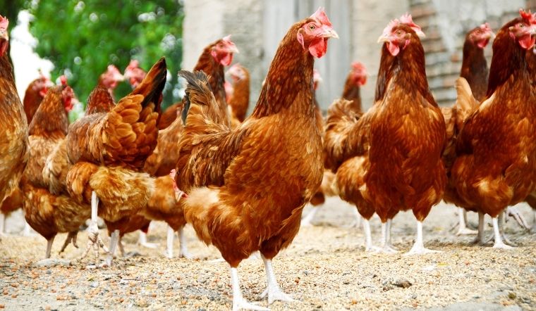 Giá gia cầm hôm nay 09/06/2025: Tuần mới không biến động