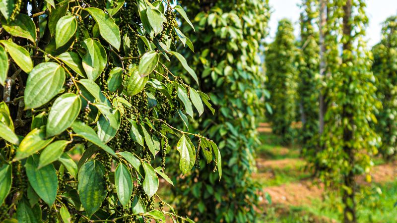 Giá tiêu thế giới Giá tiêu thế giới