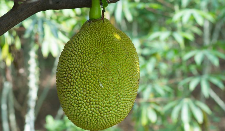 Giá mít Thái hôm nay 9/6/2025: Ổn định ở giá thấp